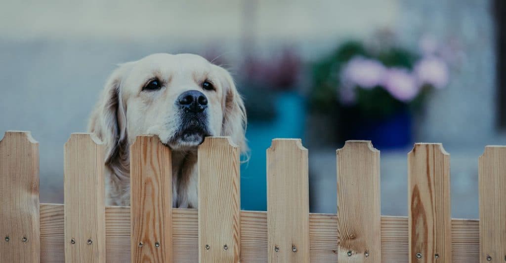 Best Fencing For Dogs